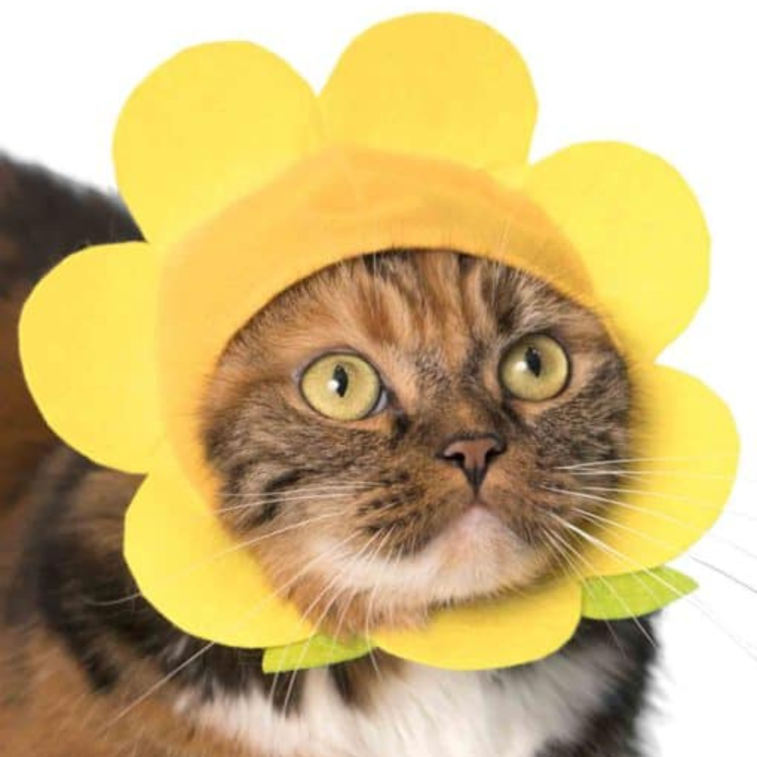 Cat Cap Flower Blind Box Random Style