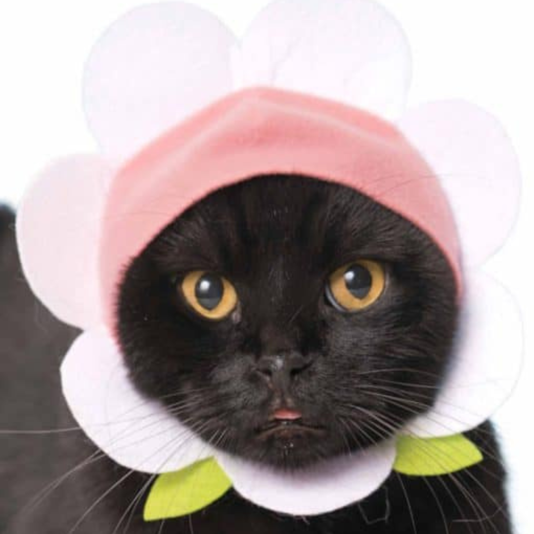 Cat Cap Flower Blind Box Random Style
