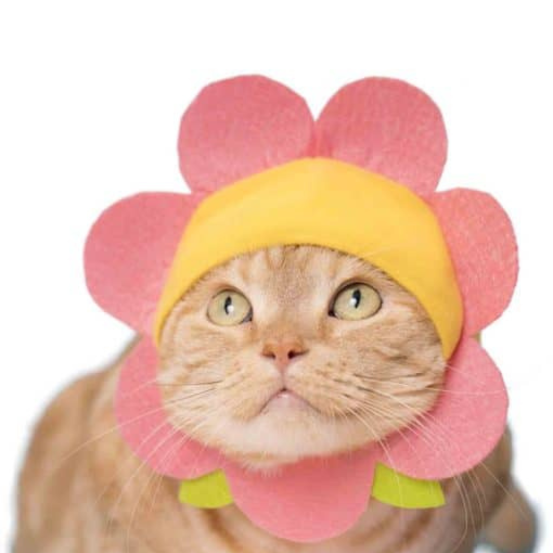 Cat Cap Flower Blind Box Random Style